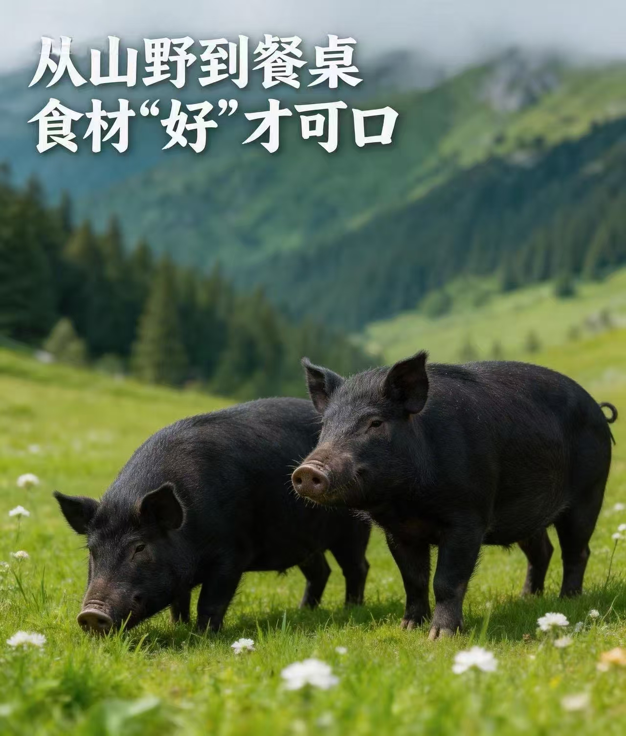 凉山州放养黑猪肉
